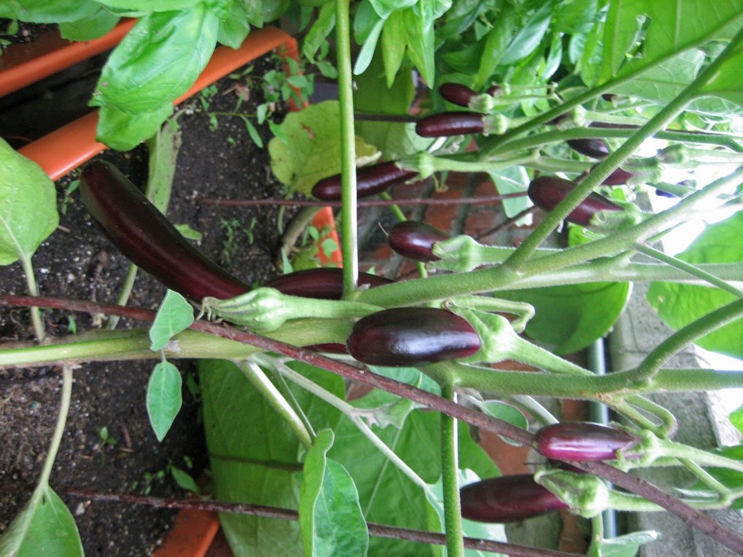 [eggplants.jpg]