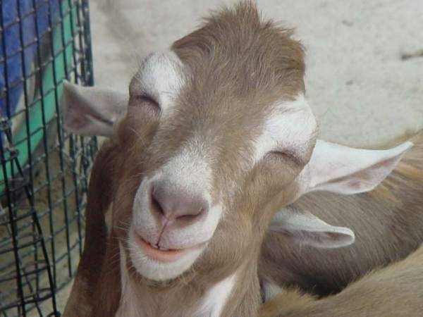 [smiling+goat.JPG]