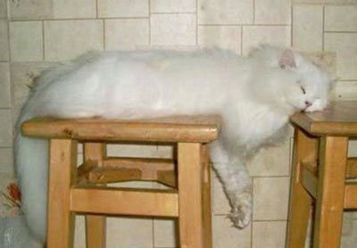 [Hilarious_pictures_of_sleeping_cats_01.jpg]