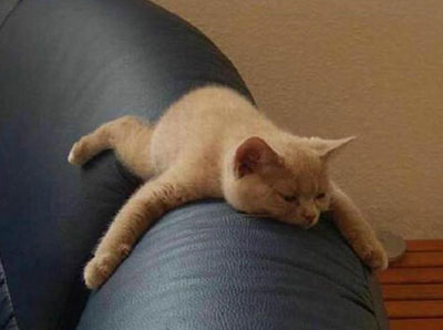 [Hilarious_pictures_of_sleeping_cats_10.jpg]