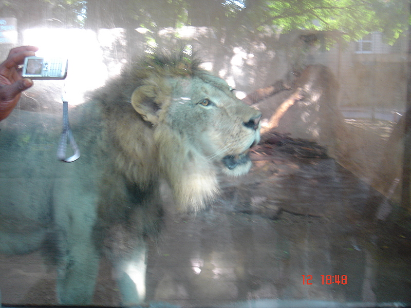 [12+Julio+zoo+león.JPG]