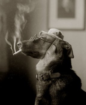 [Dog_Smoking_a_Cigarette_sml.jpg]