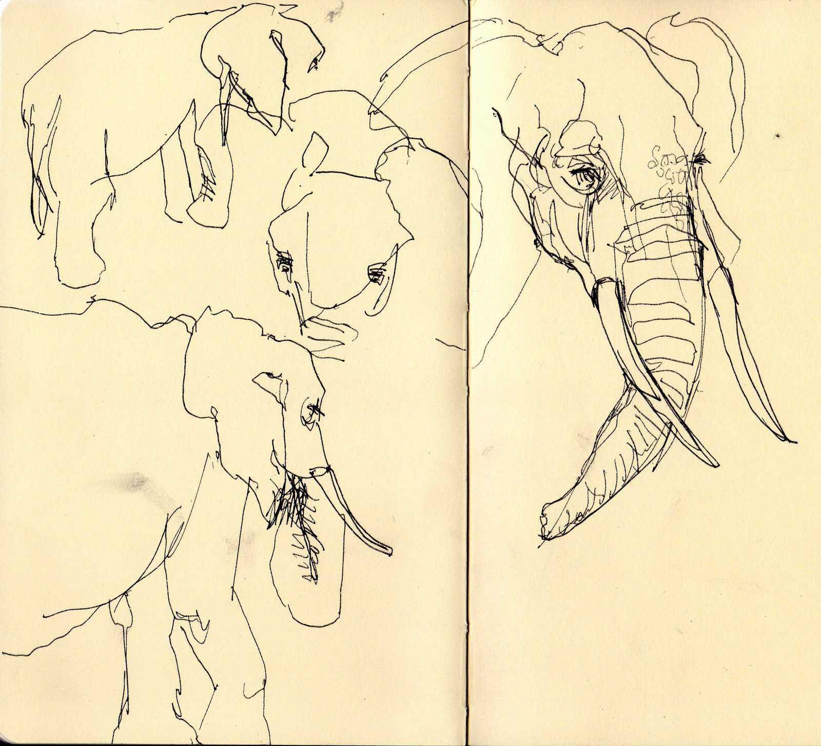 [elephants013.jpg]