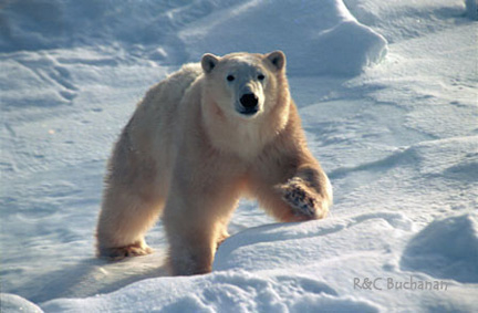 [Polar+Bear.jpg]
