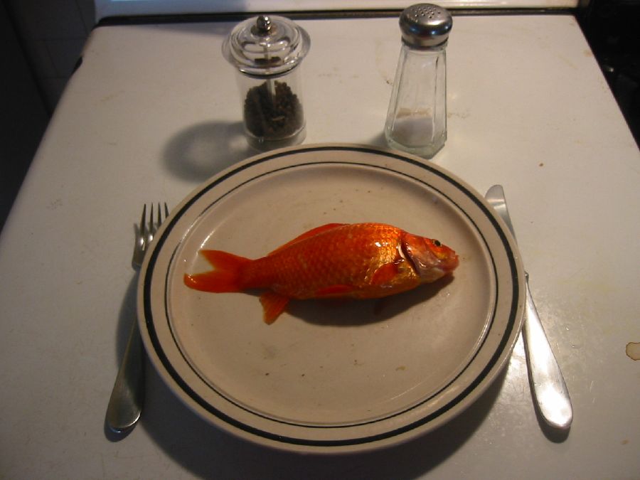 [goldfish_supper.jpg]