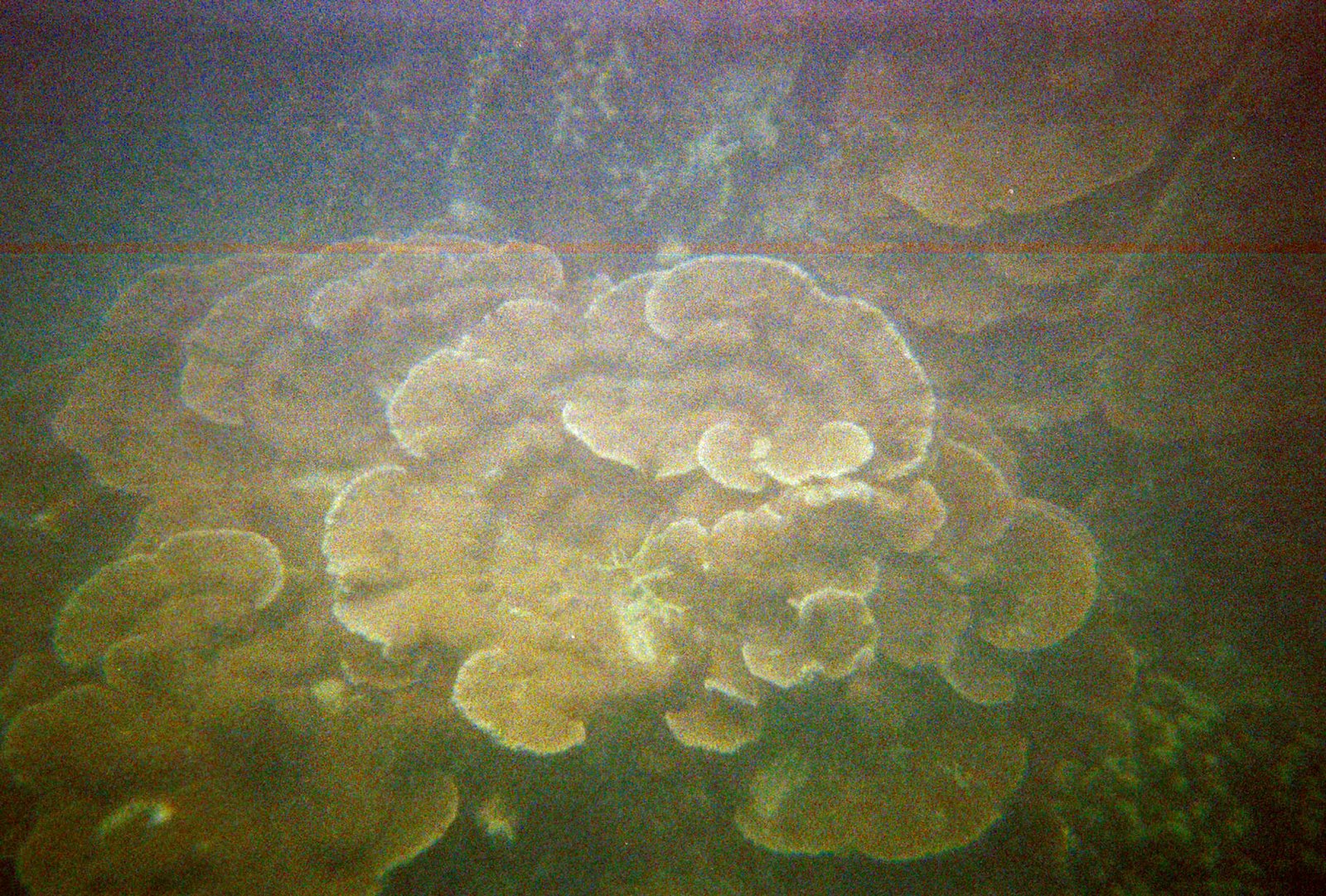 [Coral+plates.jpg]