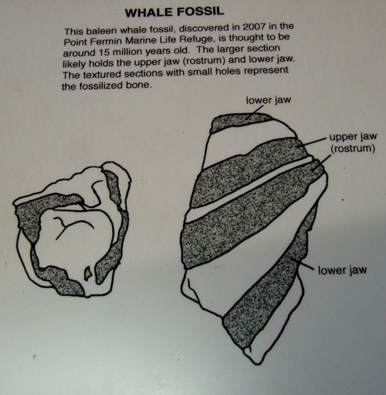 [fossil+whale+explain.JPG]