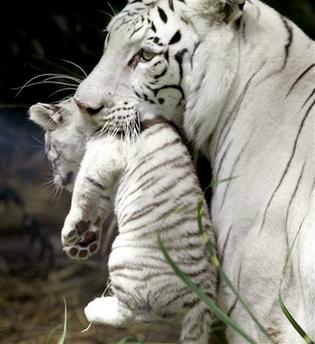 [White+tigress+holding+her+cub.JPG]