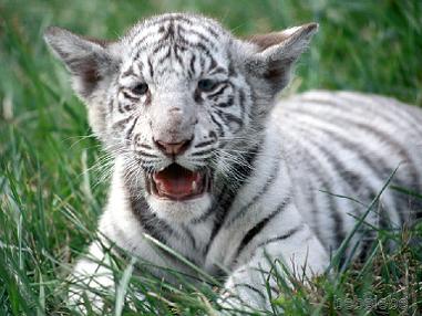 [White+Bengal+Tiger+Cub.JPG]