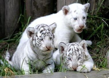 [White+tiger+cubs+and+grass.JPG]