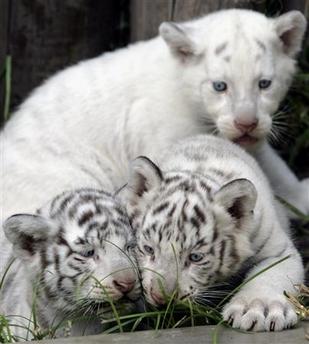 [White+tiger+cubs+together.JPG]