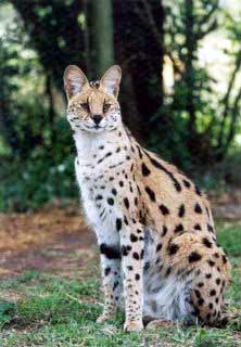 [serval_cat.jpg]