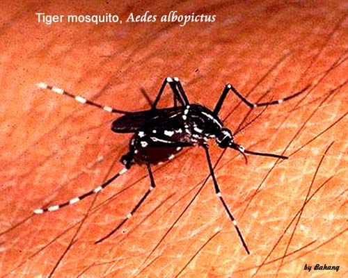 Nyamuk betina Aedes albopictus, juga penular virus Dengue dan Chikungunya