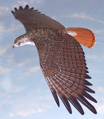 [Red-tailed_Hawk_commissioned_1.jpg]