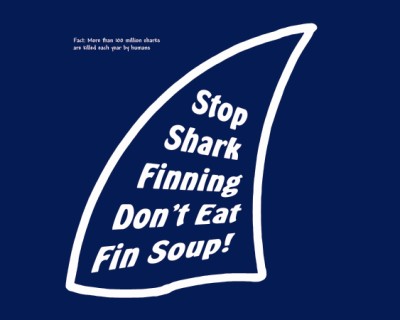 [stop+shark+finning+003.jpg]