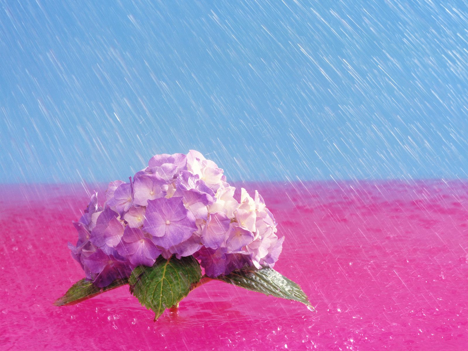 [April+Showers+Bring+May+Flowers,++Hydrangea.jpg]