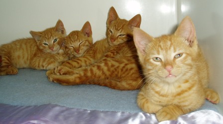 [Ginger+Kittens.jpg]