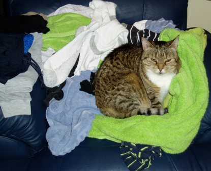 [Scooter+Laundry1.JPG]