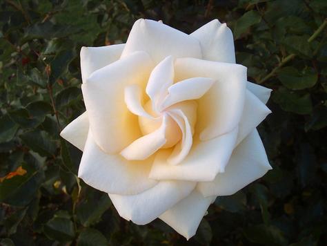 [p315038-The_Perfect_White_Rose.jpg]