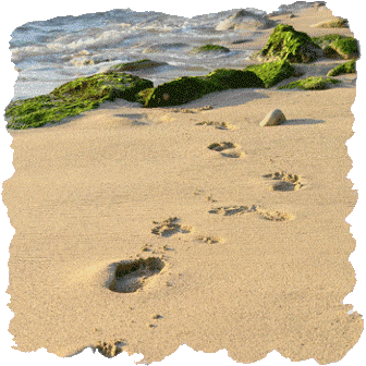 [beachfootprints.gif]