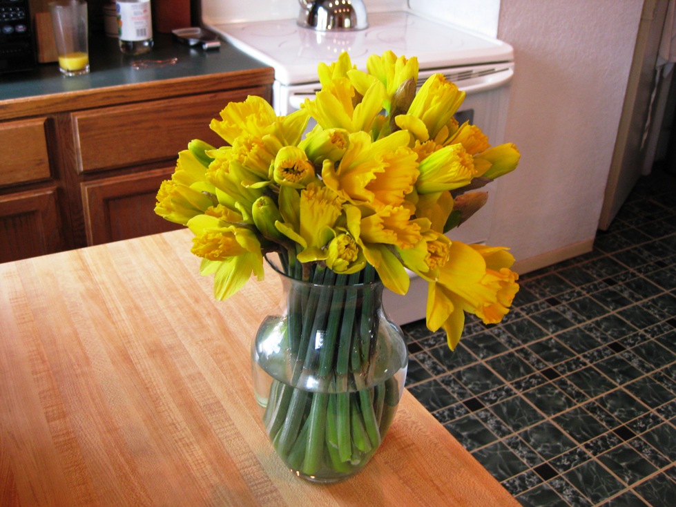 [B-Daffodils.jpg]