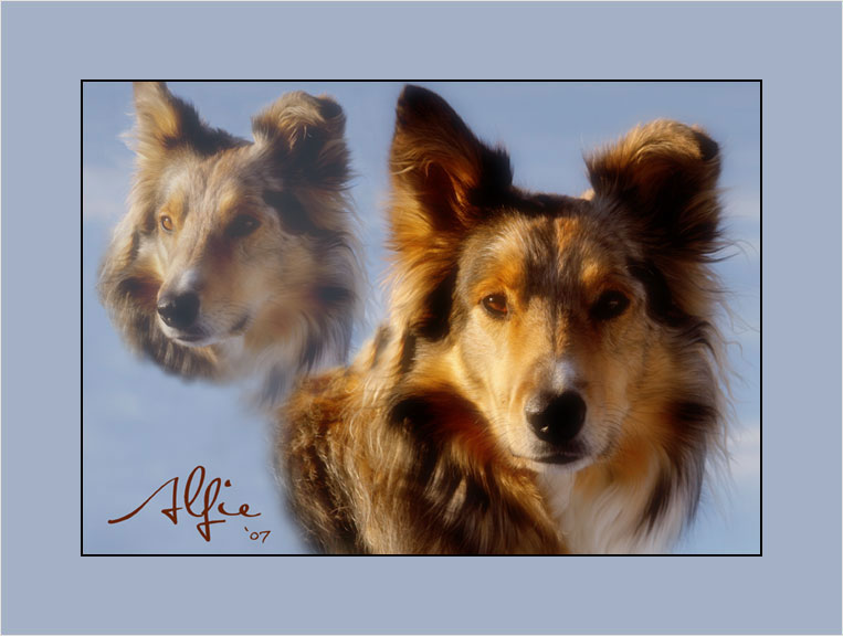 [ALFIE_spirit-dog-on-canvas_.jpg]