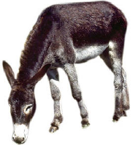 [burro.jpg]