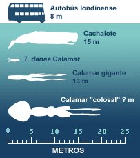[calamar+colosal.jpg]