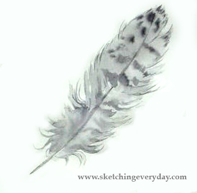  Tailed Hawk Drawing on This Hawk Feather At Breakfast When You Get Into The Habit Drawing