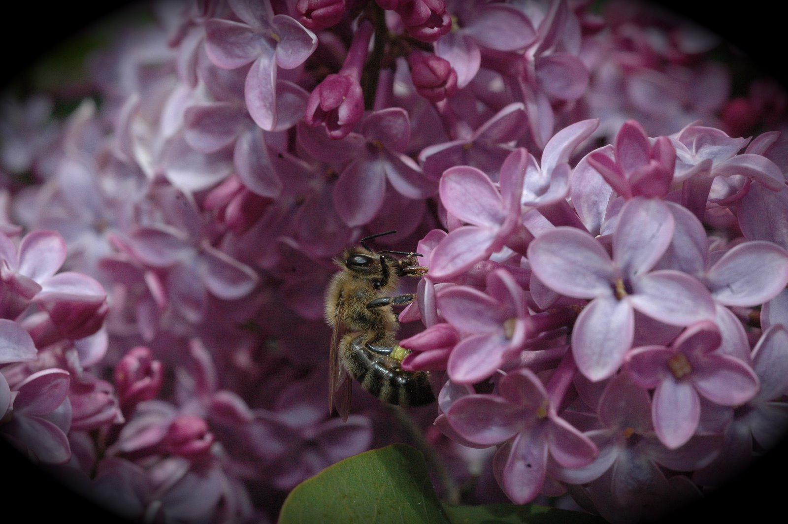 [bee+on+flower2.JPG]