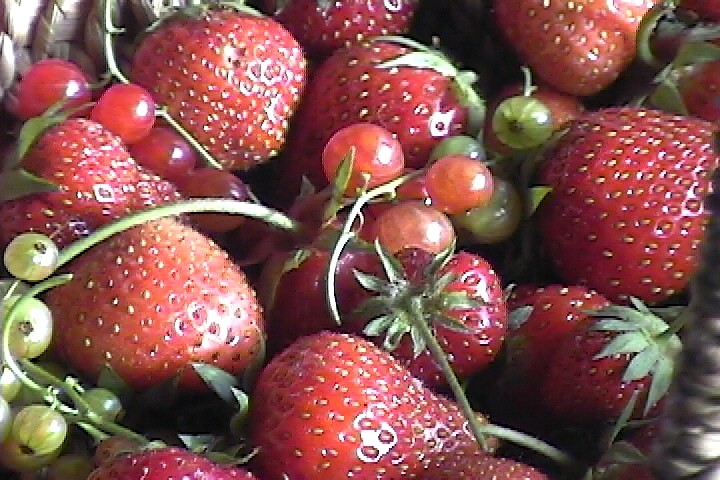 [Strawberries_008.jpg]