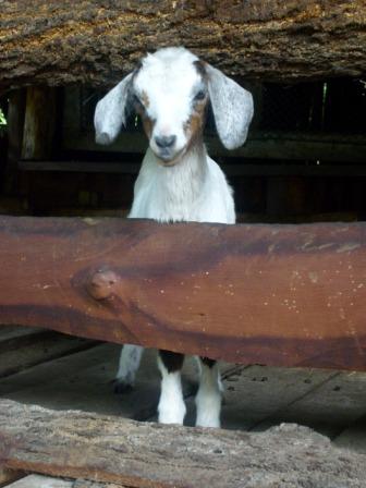 [Andaman+-+Goats.JPG]