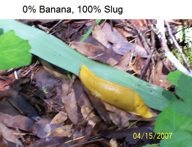 [0+Banana+100+Slug.JPG]