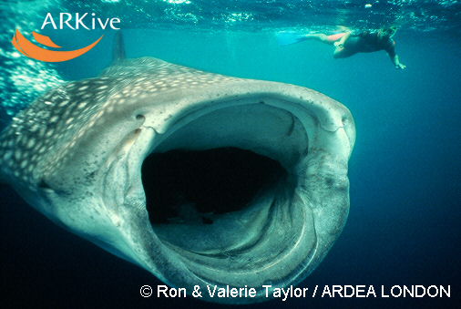 [large-Whale-shark-feeding.jpg]