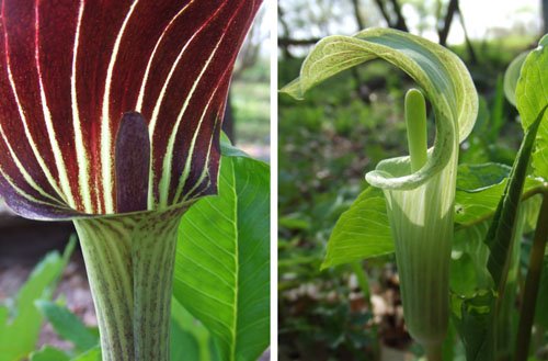 [Jack-in-the-Pulpit+Two.jpg]
