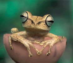 [homepic-frog.gif]