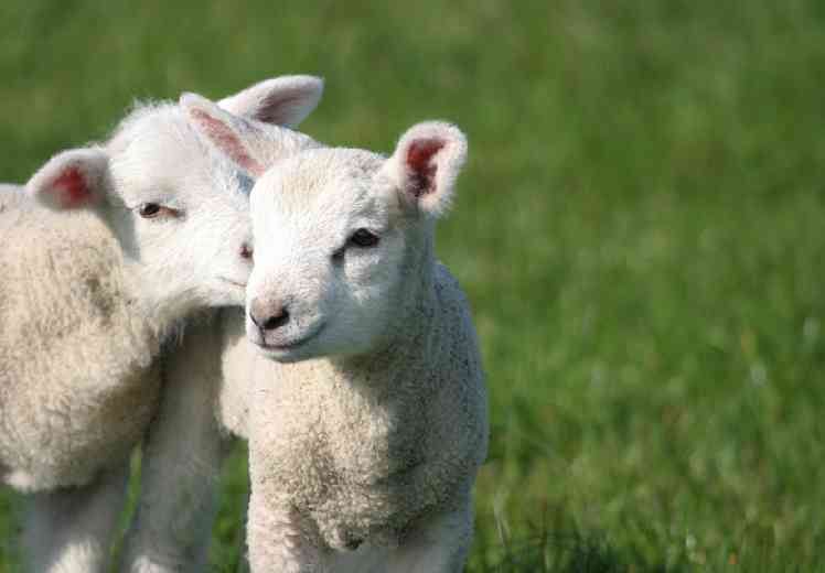 [lamb+whisper2.jpg]