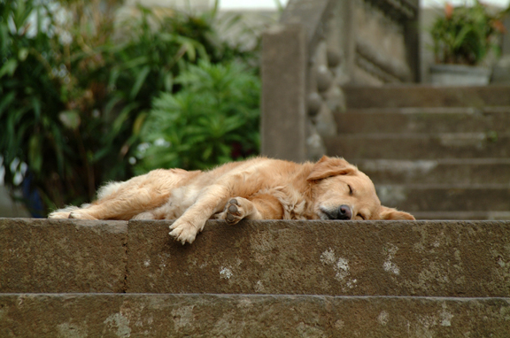 [sleeping+dog.jpg]