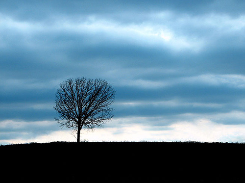 [LONELY+TREE.jpg]