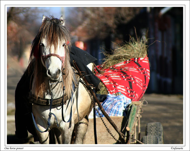 [Chirobocea-Nicolae-Fanurie---One-horse-power.jpg]