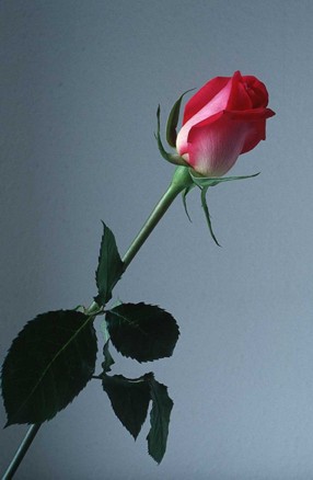 [rose-flower-g.jpg]