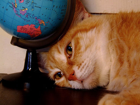 [cat-globe.jpg]