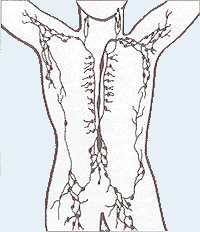 [Lymphatic_system.png]
