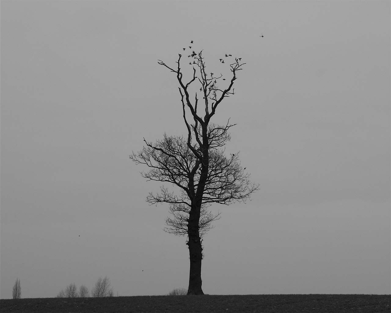 [Lonely-Tree.jpg]
