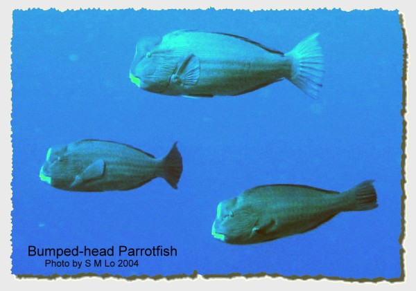 [Bumped-head+Parrotfish1s.jpg]