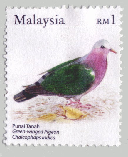 [emerald-dove-stamp1.jpg]