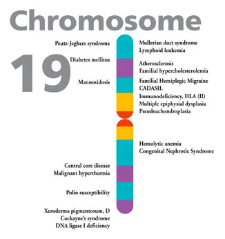 [chromosome19a.jpg]