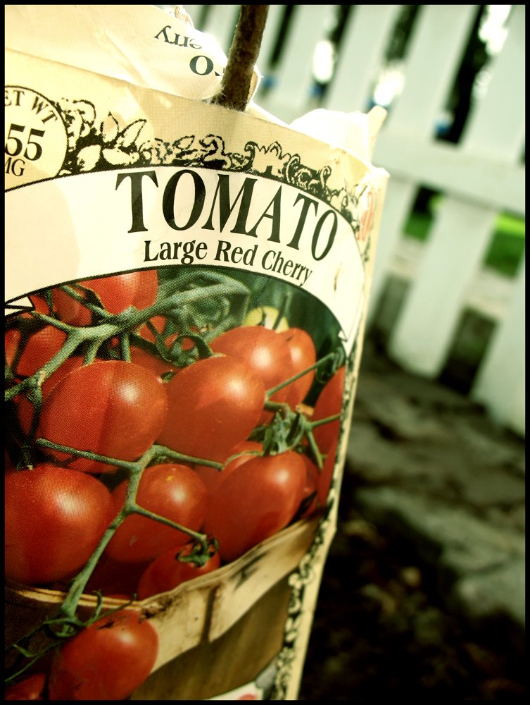 [Tomatoes_by_ladilla.jpg]