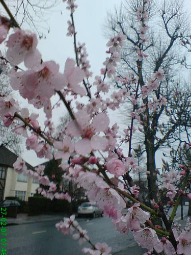 [Almond+blossom.jpg]