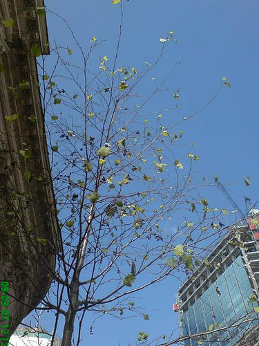 [Spring+green.jpg]